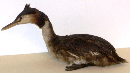 20th century preserved Grebe from the Baltic Sea. 